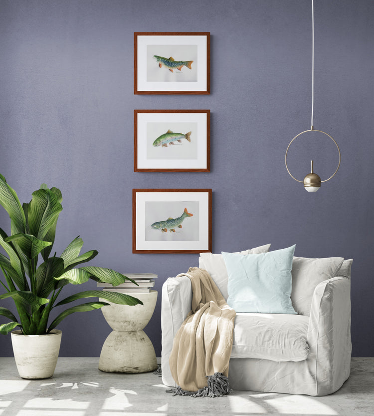 trout fish art collection series. featuring watercolour paintings of the brook trout, rainbow trout, and lake trout. Shop paintings and prints 
