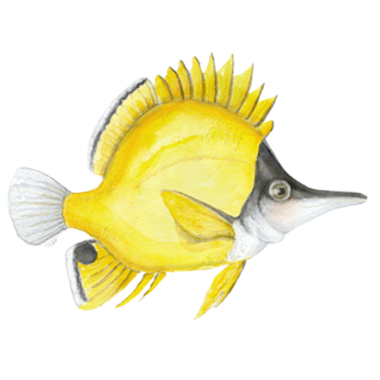 Yellow watercolour fish in a blue art aquarium, painted by Canadian animal painter Pamela Paulenko, environmental activist artist from Toronto, Ontario