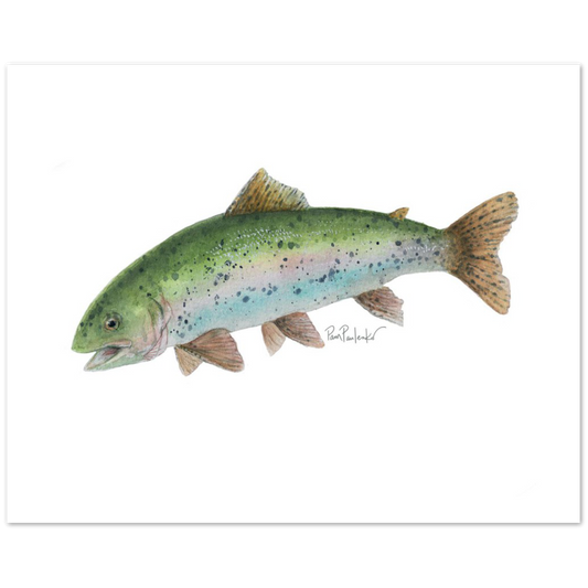 Classic Matte Paper Poster  Rainbow Trout Watercolour - Original Watercolour Art by Canadian Artist Pamela Paulenko, painting Ontario wildlife