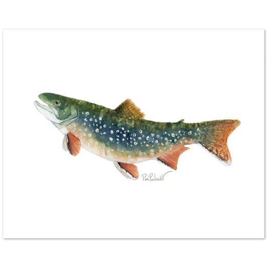 Classic Matte Paper Poster Brook Trout Watercolour - Original Watercolour Art by Canadian Artist Pamela Paulenko, painting Ontario wildlife