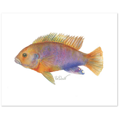 Classic Matte Paper Poster Rusty Cichlid  Hand painted Watercolour Print - Original Watercolour Art by Canadian Artist Pamela Paulenko, painting Ontario wildlife