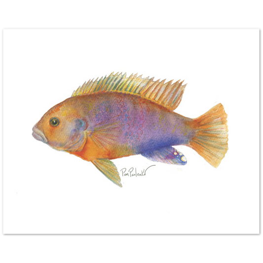 Classic Matte Paper Poster Rusty Cichlid  Hand painted Watercolour Print - Original Watercolour Art by Canadian Artist Pamela Paulenko, painting Ontario wildlife