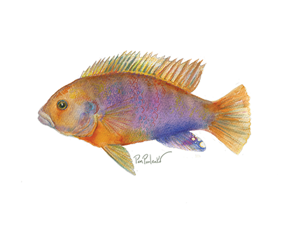 Rusty Cichlid  Original Watercolour Painting - Original Watercolour Art by Canadian Artist Pamela Paulenko, painting Ontario wildlife