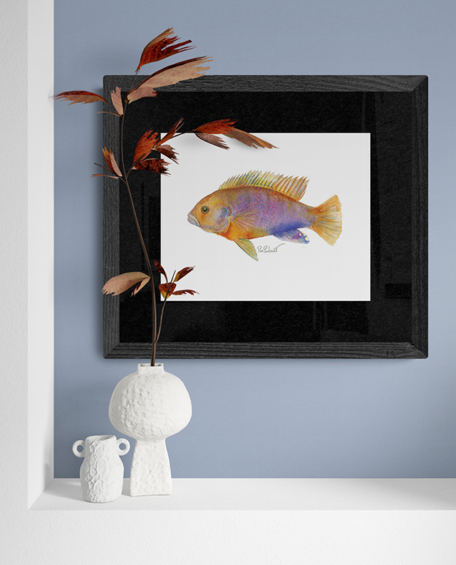 Rusty Cichlid  Original Watercolour Painting - Original Watercolour Art by Canadian Artist Pamela Paulenko, painting Ontario wildlife